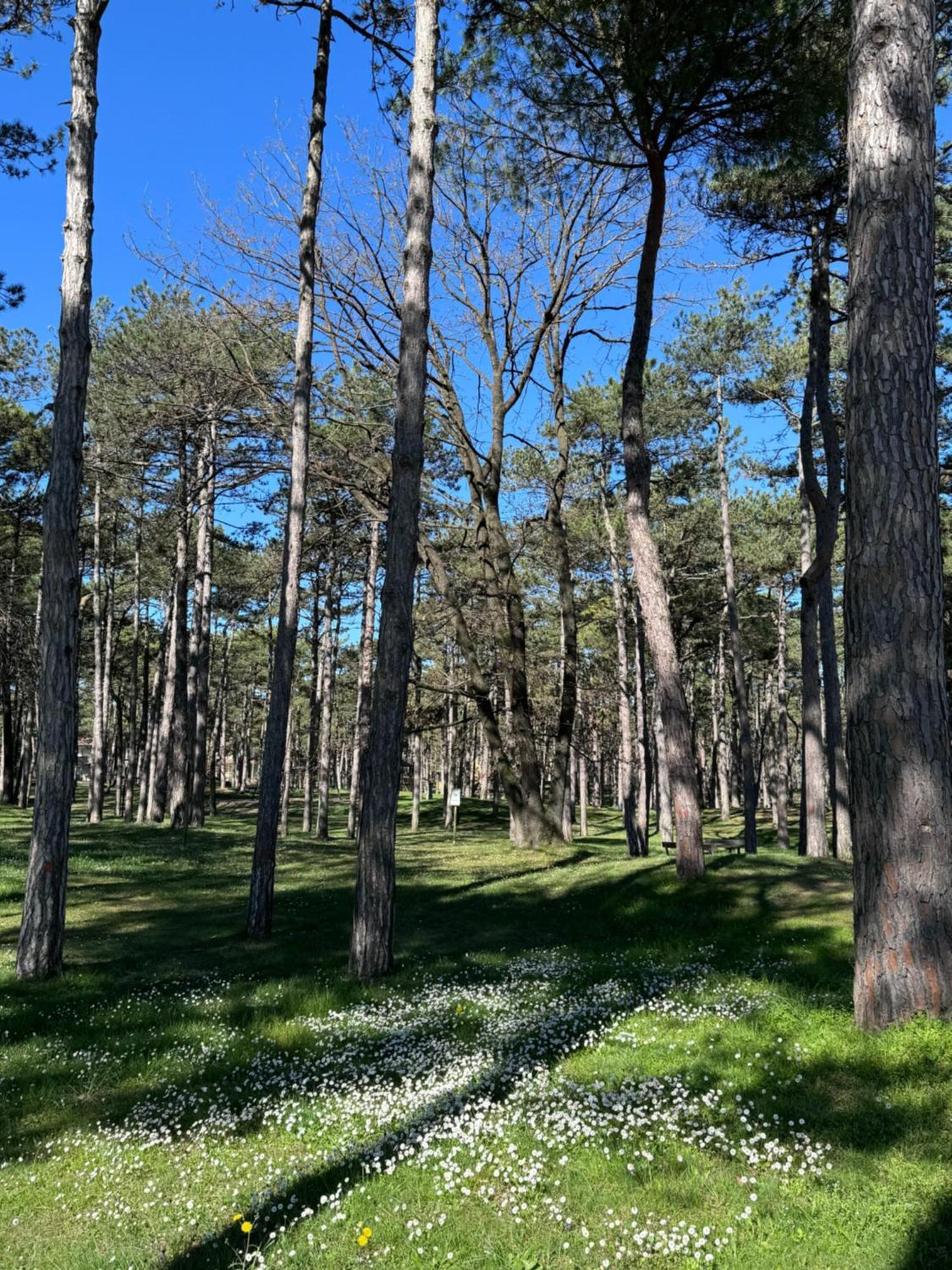 Villa Vittoria Lignano Sabbiadoro Eksteriør bilde